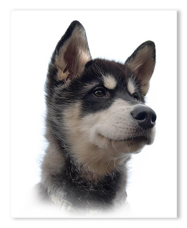 Alaskan malamute Zoro (Himmelhund) billede 17