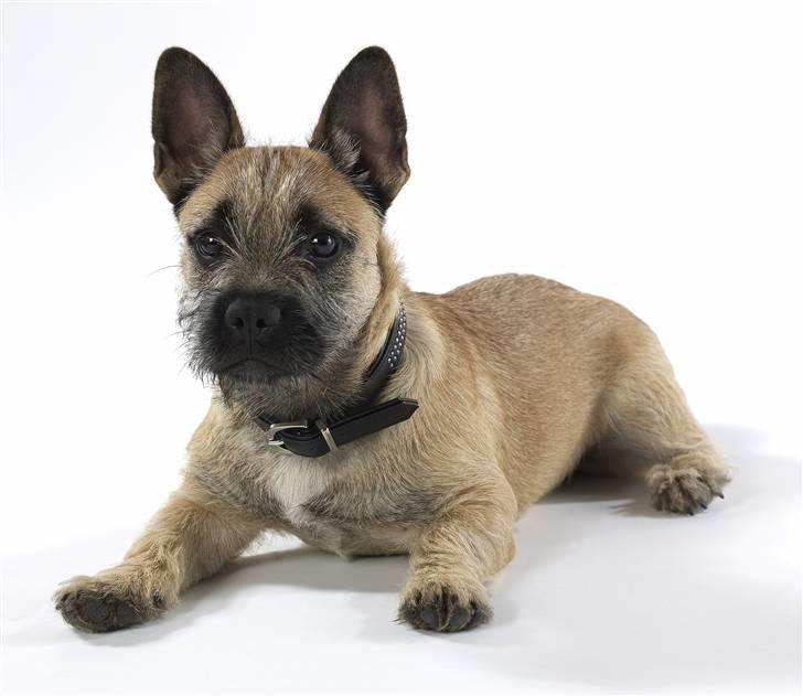 Blanding af racer Bella *FranskbullTerrier* - Bella med i studiet billede 16