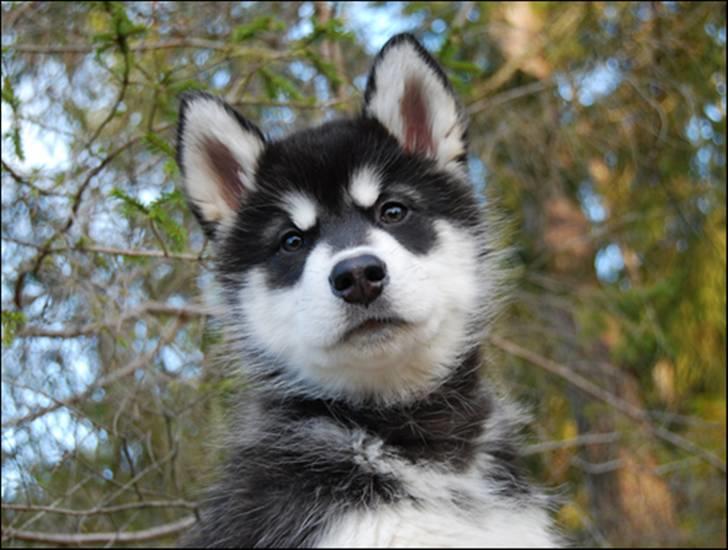 Alaskan malamute Zoro (Himmelhund) billede 18