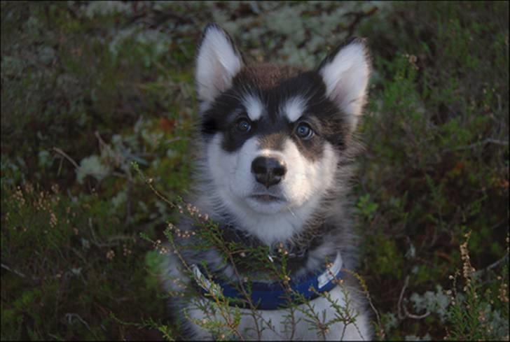 Alaskan malamute Zoro (Himmelhund) billede 19