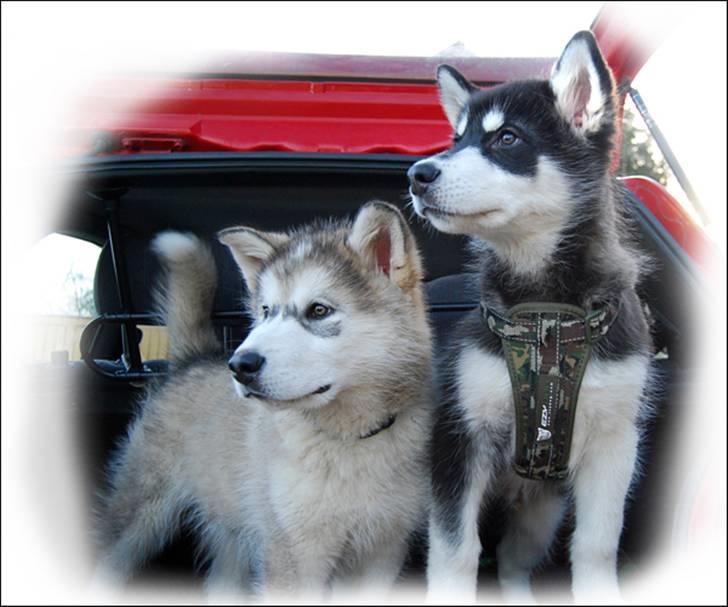 Alaskan malamute Zoro (Himmelhund) billede 20