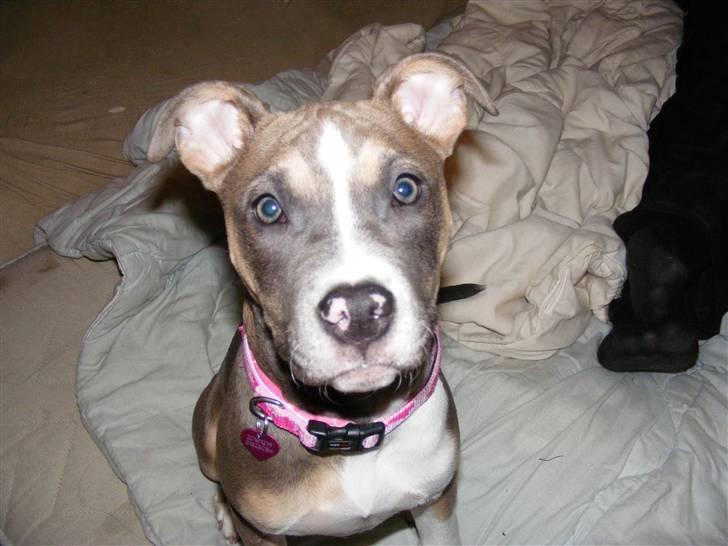 Blanding af racer Joy - hehe fin ikke?  billede 17