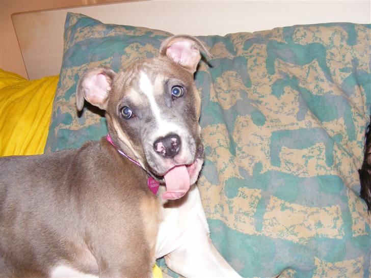 Blanding af racer Joy - gaaab :o) billede 18