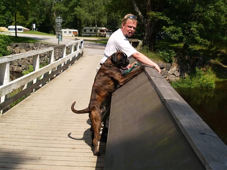 Boxer El-Gaio von Jeropia - Forsøger lige at hjælpe far med at betragte Mørrumsån, Sverige billede 5