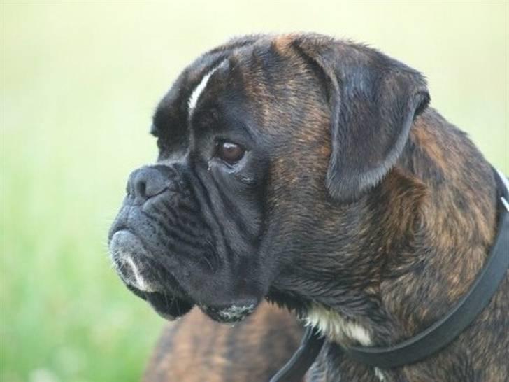 Boxer El-Gaio von Jeropia - Er det mon en hare der løber der på marken? billede 7