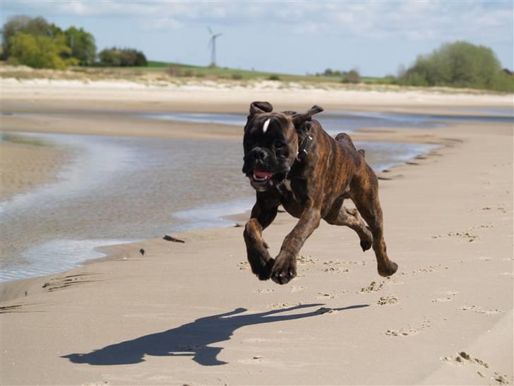 Boxer El-Gaio von Jeropia - Vild hund på Møn billede 9