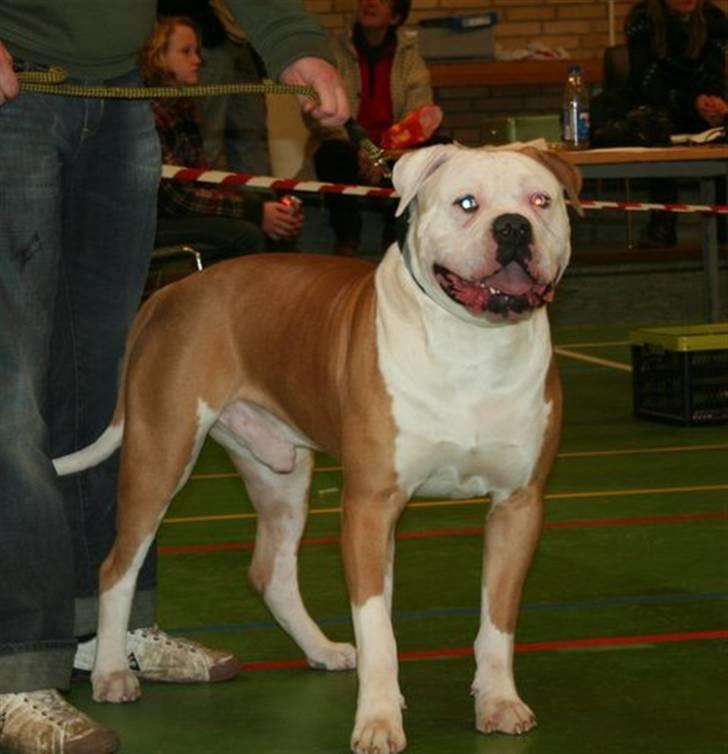 Amerikansk bulldog CH.Matheo"s Storm billede 12