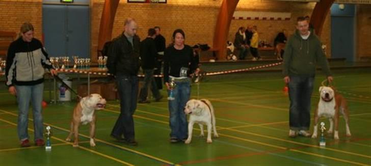 Amerikansk bulldog CH.Matheo"s Storm - Da storm fik sin første plads og det er storm til venstre. billede 13