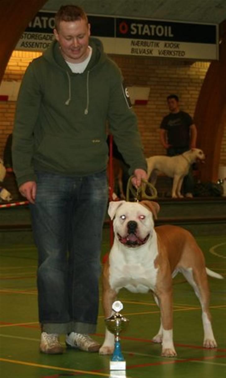 Amerikansk bulldog CH.Matheo"s Storm billede 14