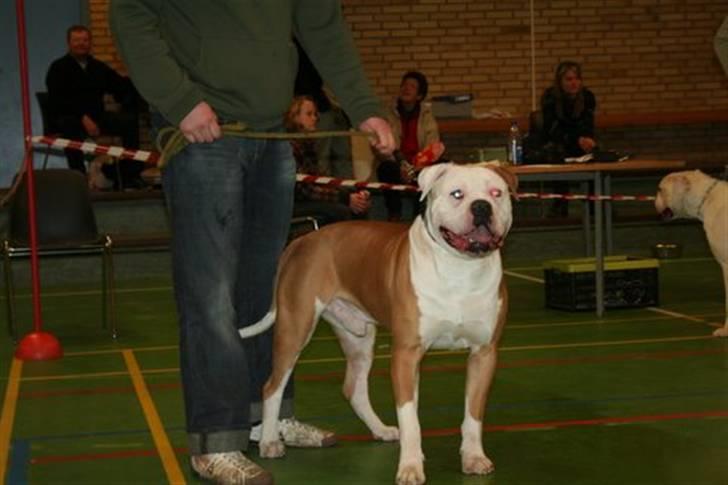 Amerikansk bulldog CH.Matheo"s Storm billede 15