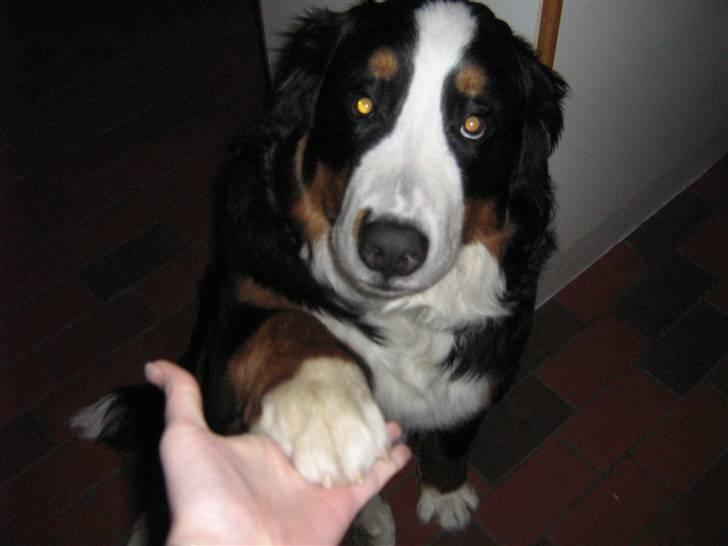 Berner sennenhund Anton billede 19