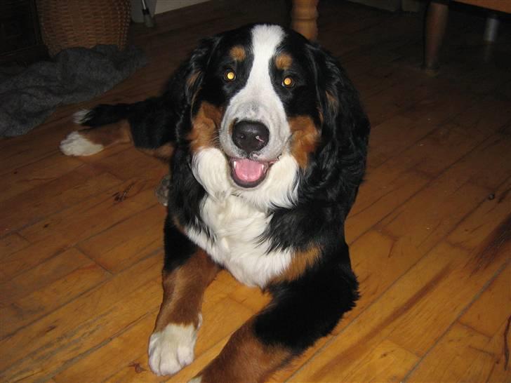 Berner sennenhund Anton billede 20