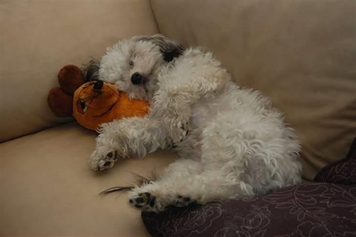 Løwchen  Zibbe - Zibbe & Mausie tager en lur billede 16