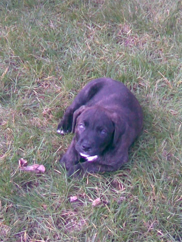 Blanding af racer Izak billede 2