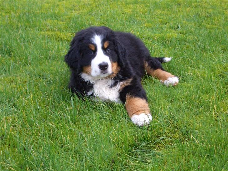 Berner sennenhund Antonio - Hva så "mor" ville du noget ? billede 4