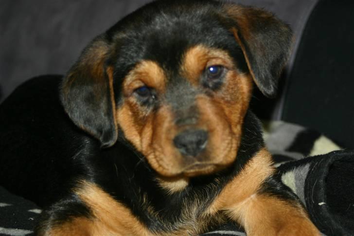 Blanding af racer Lady - Dejlige lille Lady - Født 04 Januar 2008 billede 1