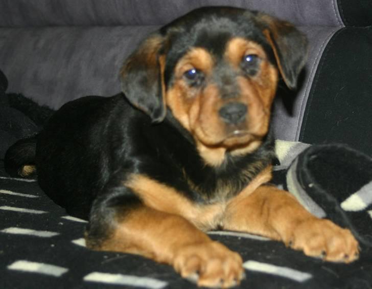 Blanding af racer Lady - Lady poserer for fotografen billede 2