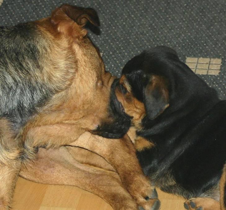 Blanding af racer Lady - Mor sier NEJ til mer bryst...meget bestemt billede 3