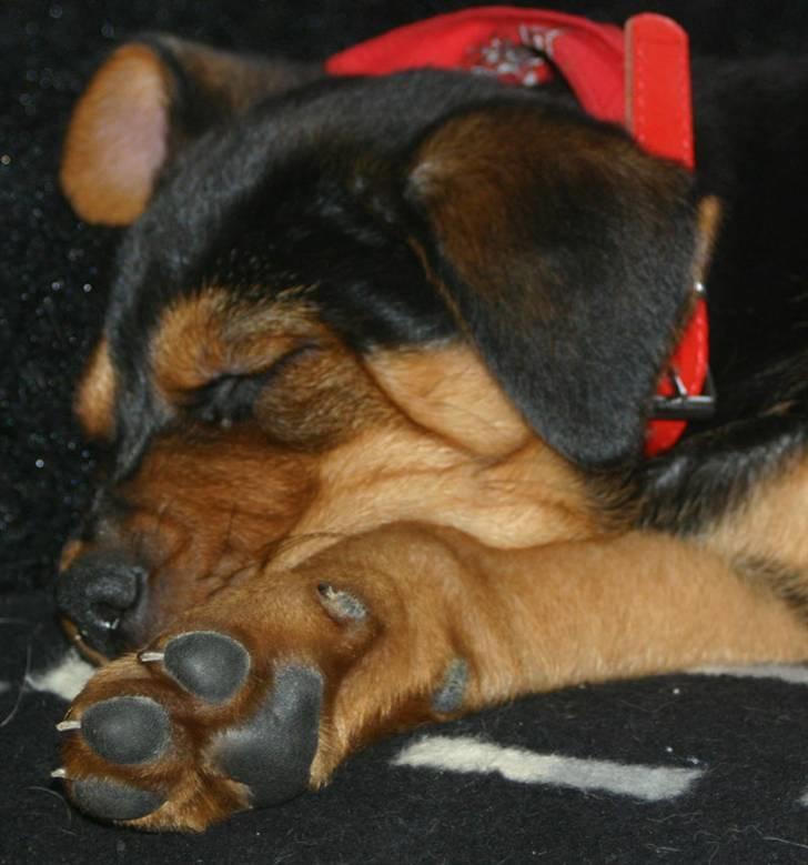 Blanding af racer Lady - Den som sover synder ikke... billede 4