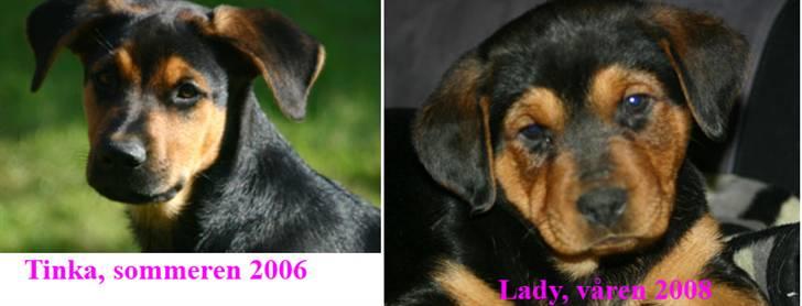 Blanding af racer Lady - Mor og datter - sammenligning billede 5