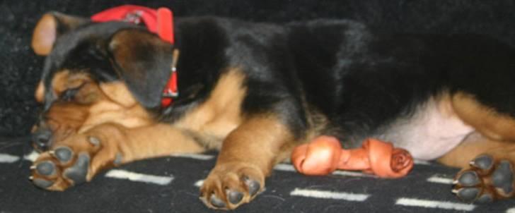 Blanding af racer Lady - Lady har fået sig et sejt bånd...er hun ikke sød billede 6