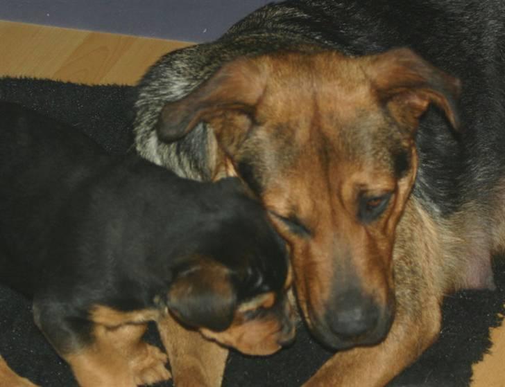 Blanding af racer Lady - Lady er ked af at hun ikke får lov til at die, men godtar det.. billede 7