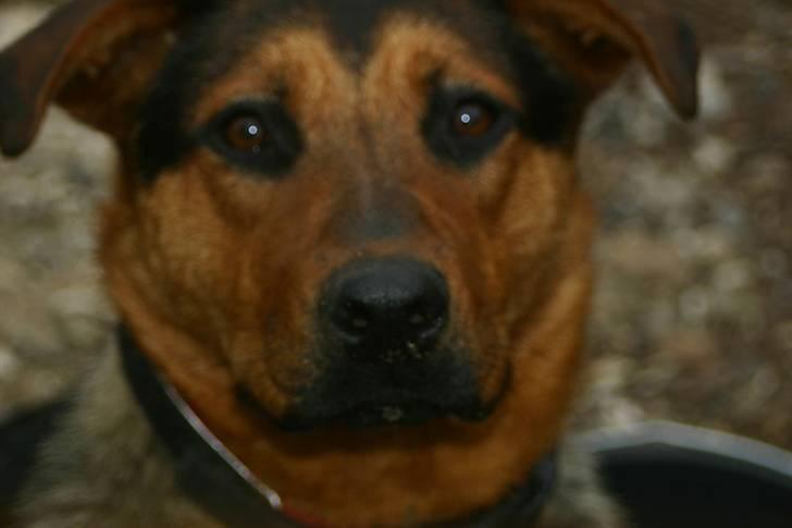 Blanding af racer Tessie - Tessie skat <3 billede 1