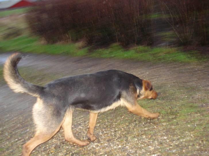 Blanding af racer Tessie - Tessie på afveje som altid billede 2