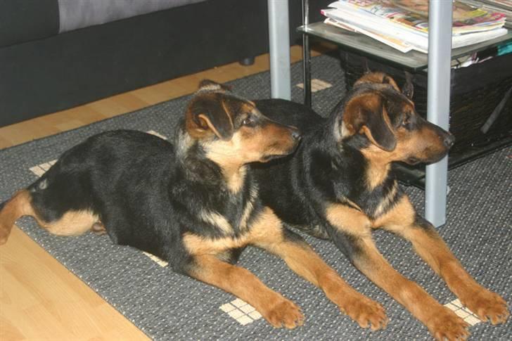 Blanding af racer Tessie - Tessie og Tara da de kom til gåren den 21.10.06 billede 3