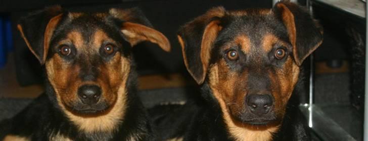 Blanding af racer Tessie - Tessie da vi fik hende 21.10.06 billede 4