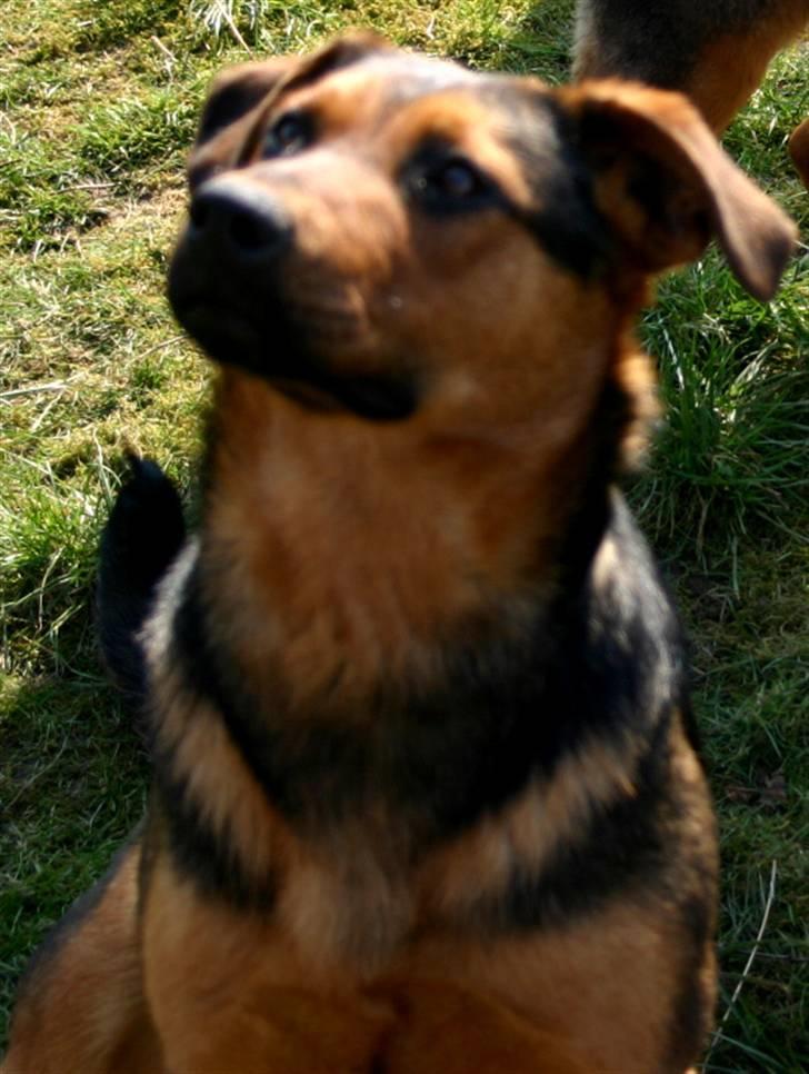 Blanding af racer Tessie - Tessie er klar til at løbe efter bolden billede 5