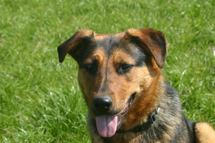 Blanding af racer Tessie - Våres dejlige lille (store nu) Solstråle billede 6
