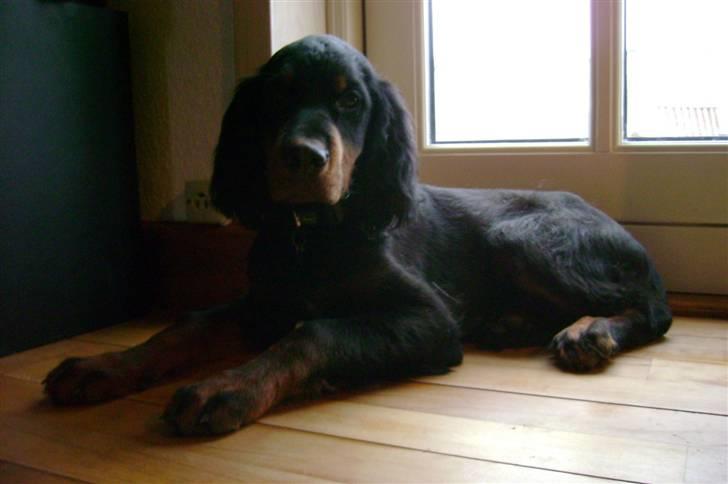 Gordon setter Wøkks Aiko billede 1