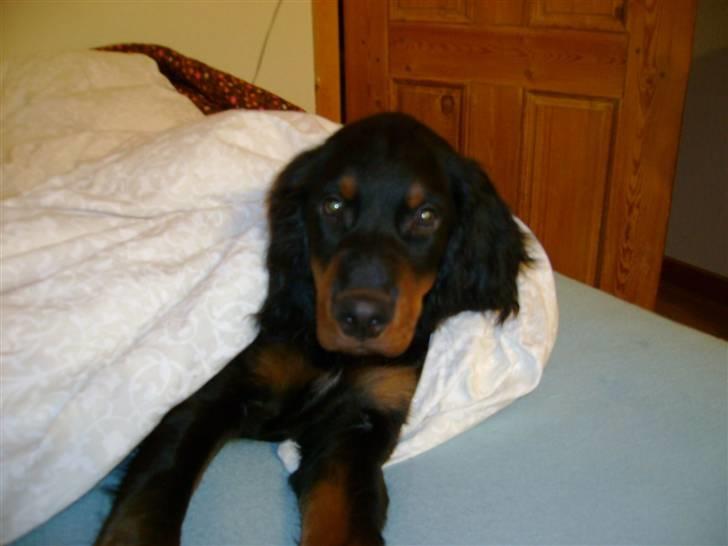 Gordon setter Wøkks Aiko billede 2