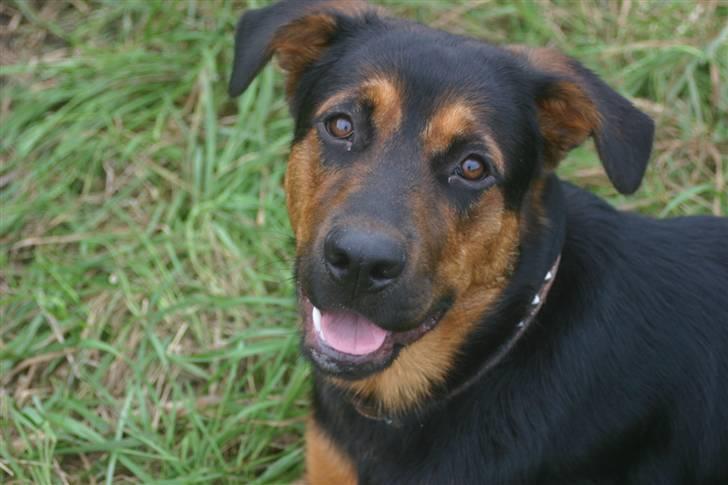 Blanding af racer Bessie - Dejlige kære søde Bessie billede 1