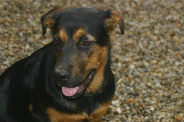 Blanding af racer Bessie - Bessie tænker sig lidt om billede 2