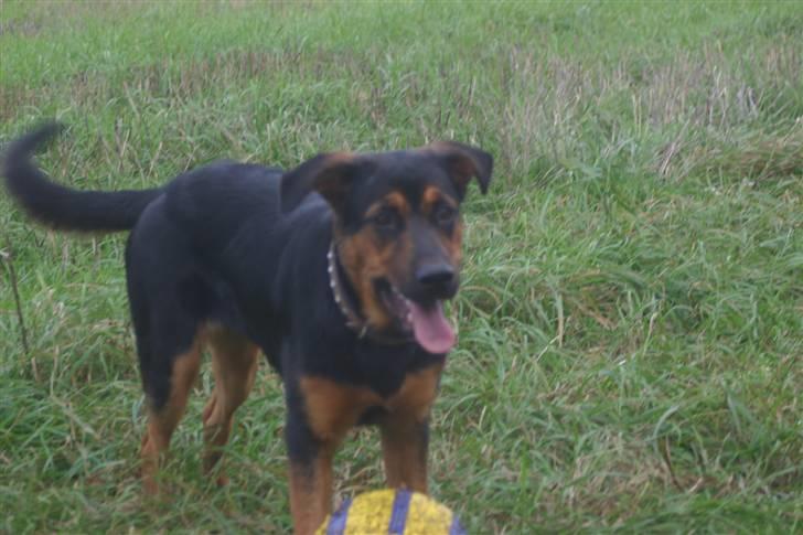 Blanding af racer Bessie - Bessie med sin helt egen fodbold billede 3