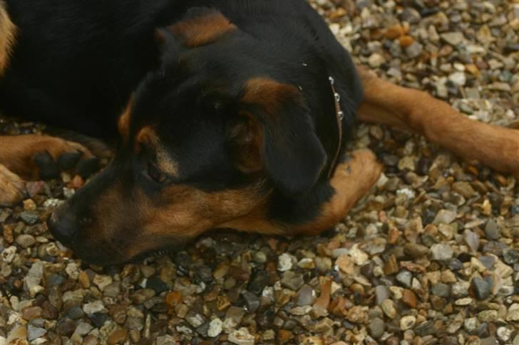 Blanding af racer Bessie - Bessie billede 4