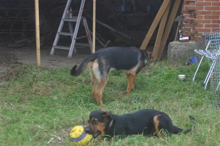 Blanding af racer Bessie - Bessie leger med Tinka billede 5