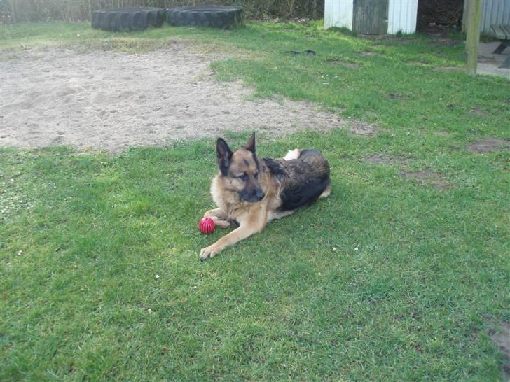 Schæferhund Dixi R.I.P billede 10