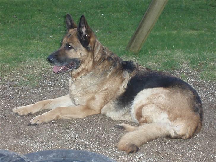 Schæferhund Dixi R.I.P billede 11