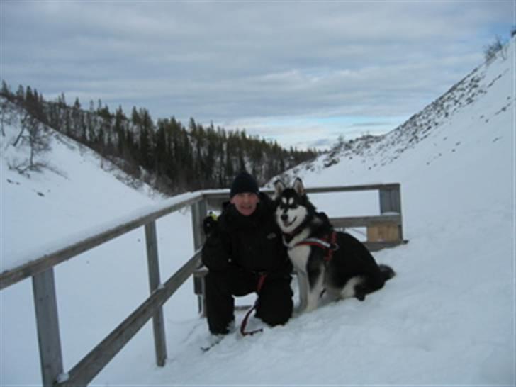Alaskan malamute shiba billede 15