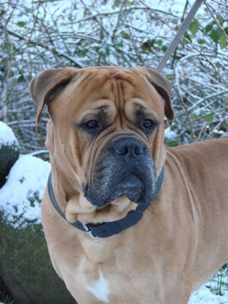 Bullmastiff Bonzo - Bonzos første sne på Bornholm ;o) billede 14