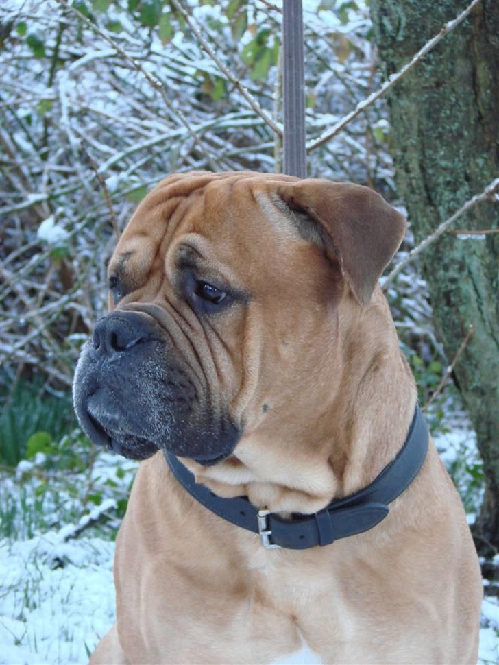Bullmastiff Bonzo billede 15