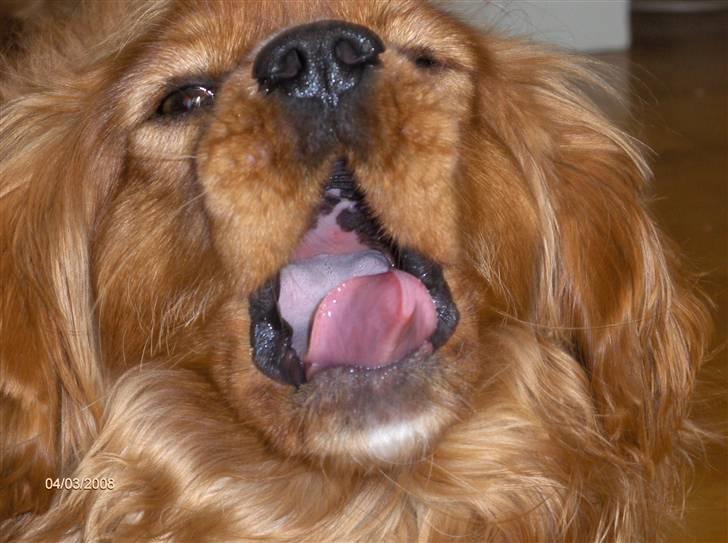 Cavalier king charles spaniel Simba billede 7