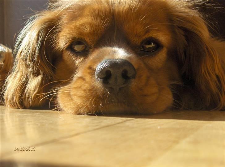 Cavalier king charles spaniel Simba billede 8