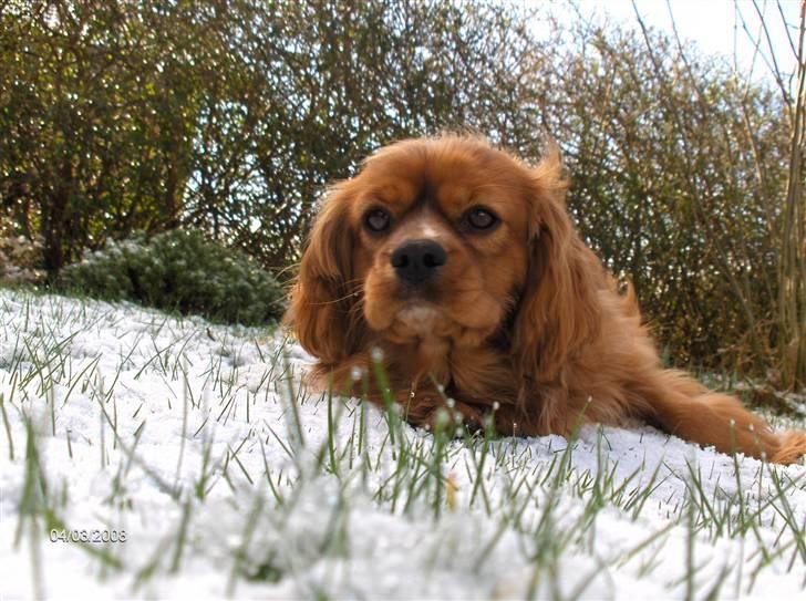 Cavalier king charles spaniel Simba billede 9