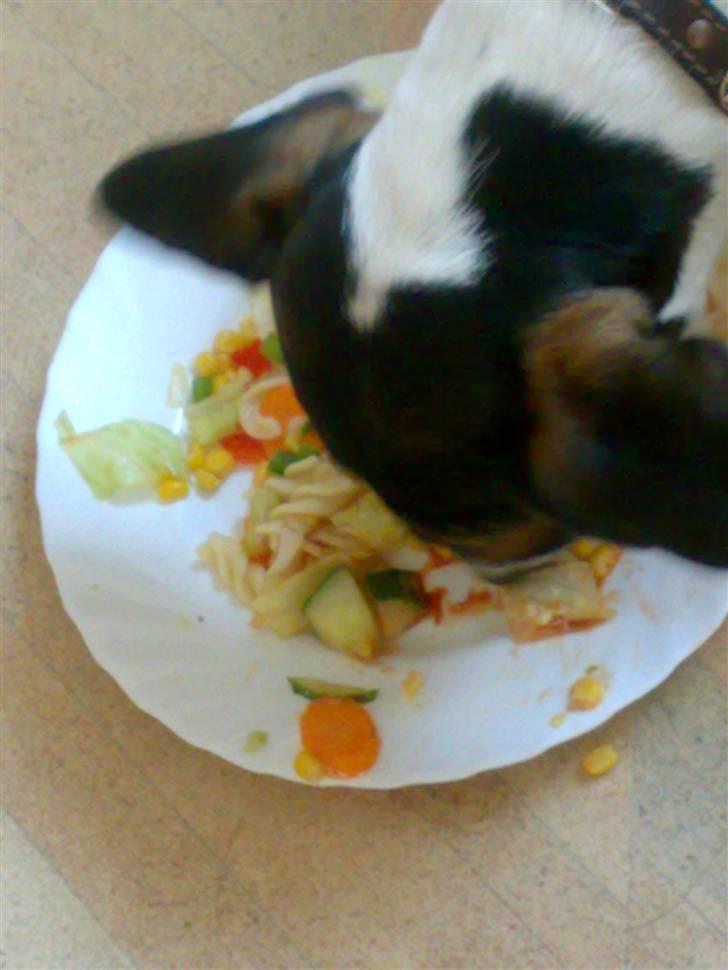 Dansk svensk gaardhund  Bella  - Min vegetar hund=P billede 20