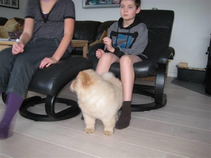 Chow chow Mille billede 7