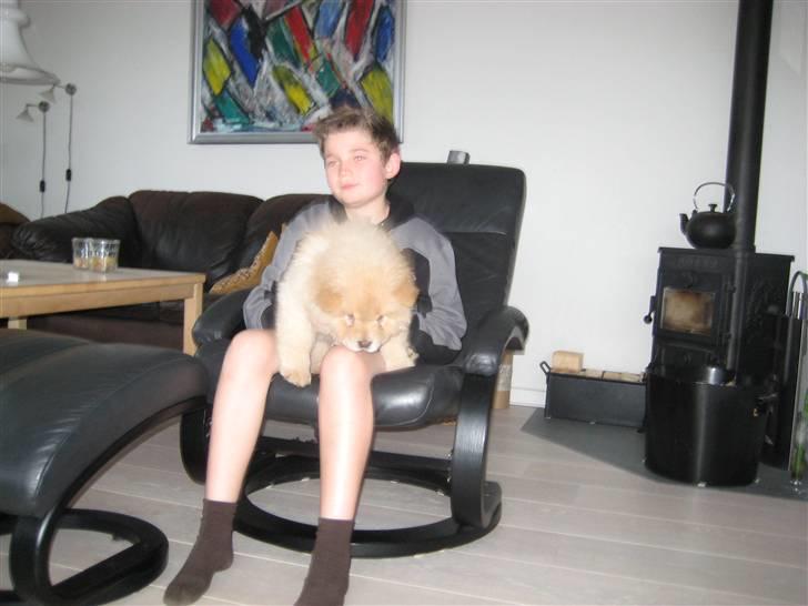 Chow chow Mille billede 8